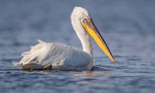 Борцгор хотон нь Монгол оронд “Устаж байгаа” ангилалд орсон нэн ховор шувуу