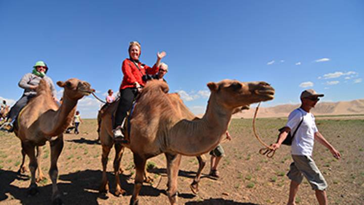 Mongolian camel