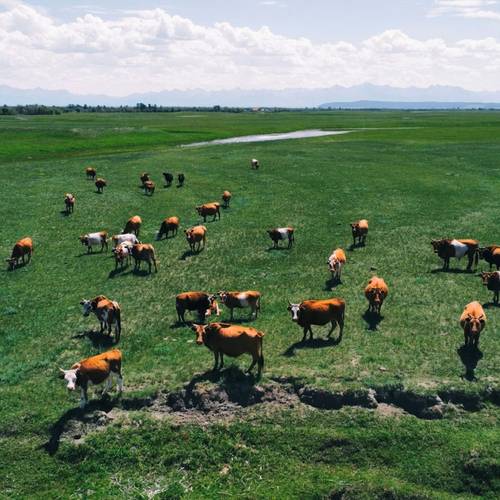 Татаасны бодлого: Хөдөө аж ахуйн салбар дахь татаас