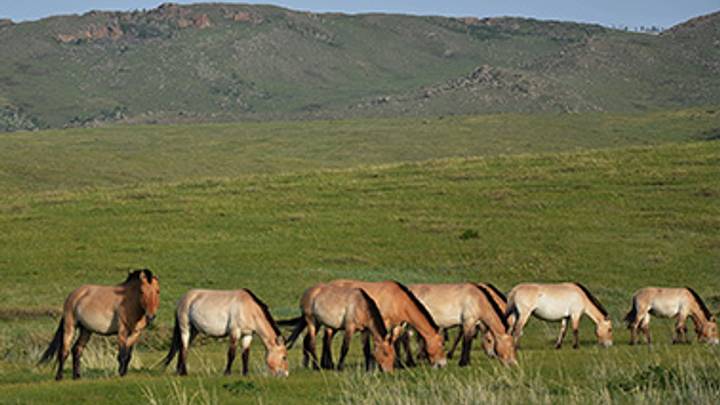 Hustai national park