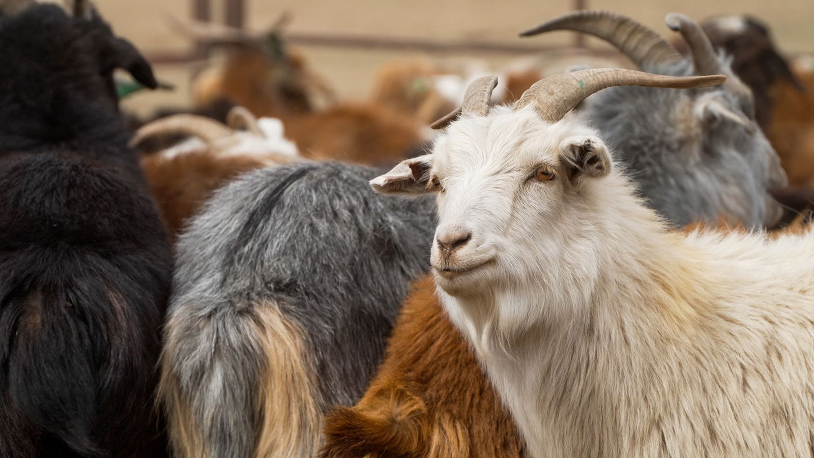 Mongolian Cashmere: The Elegance of Nomadic Luxury Mongolian Cashmere: The Elegance of Nomadic Luxury
