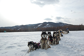 Dog sledding